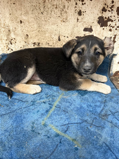 Иркутск 706/25