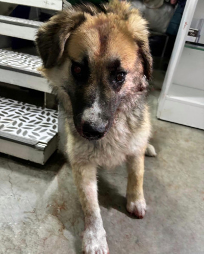 Усолье-Сибирское 11/25