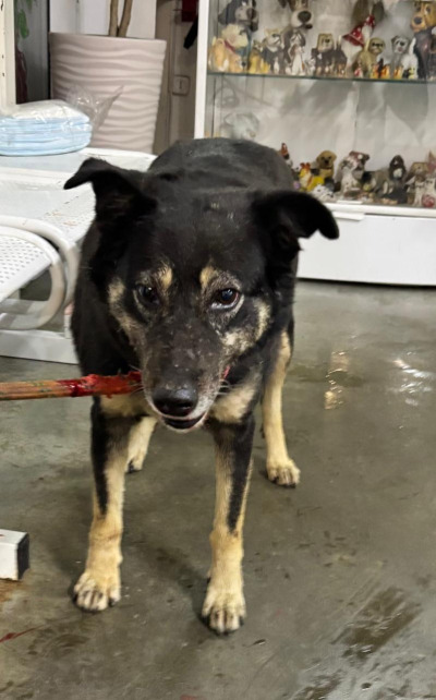 Усолье-Сибирское 15/25