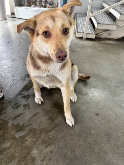 Усолье-Сибирское 31/25