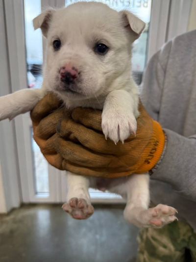 Бодайбо 2(15)/25