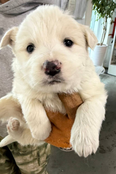 Бодайбо 3(16)/25