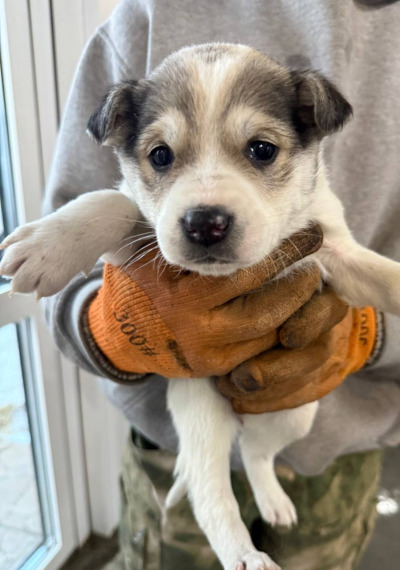 Бодайбо 4(17)/25