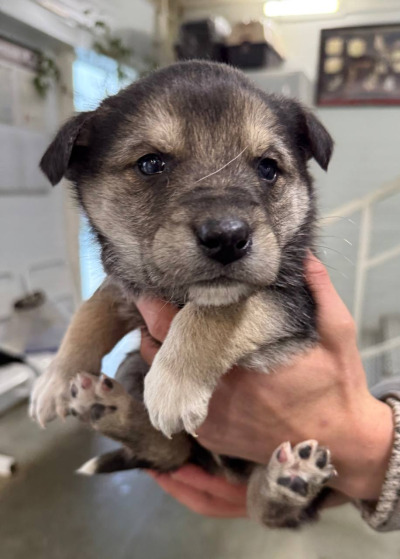 Бодайбо 6(19)/25