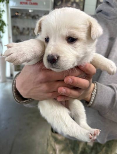 Бодайбо 7(20)/25