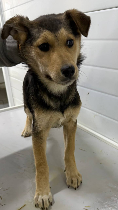 Бодайбо 10(33)/25