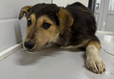 Бодайбо 12(29)/25