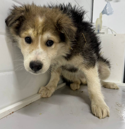 Бодайбо 13(26)/25