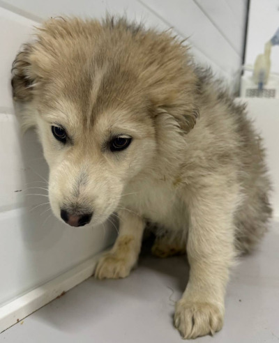 Бодайбо 14(25)/25