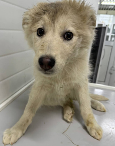 Бодайбо 16(28)/25