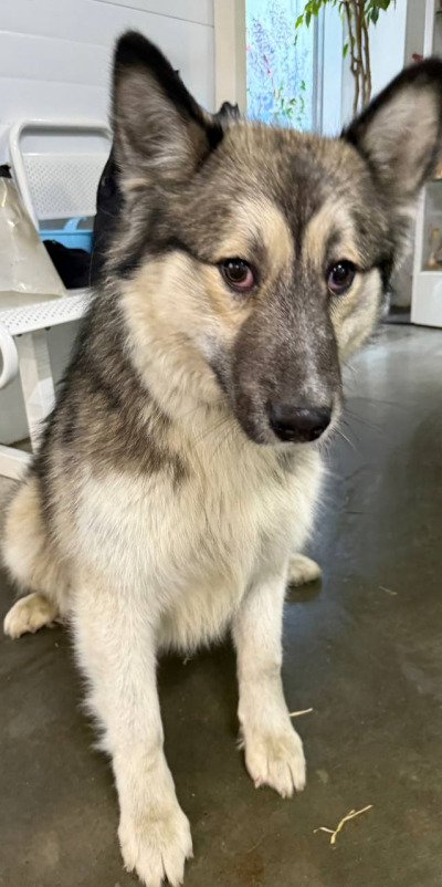 Бодайбо 17(3)/25