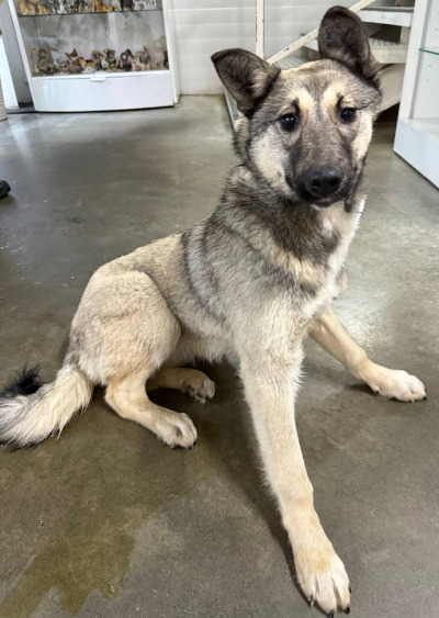 Бодайбо 18(5)/25