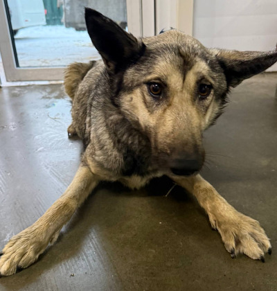 Бодайбо 19(9)/25