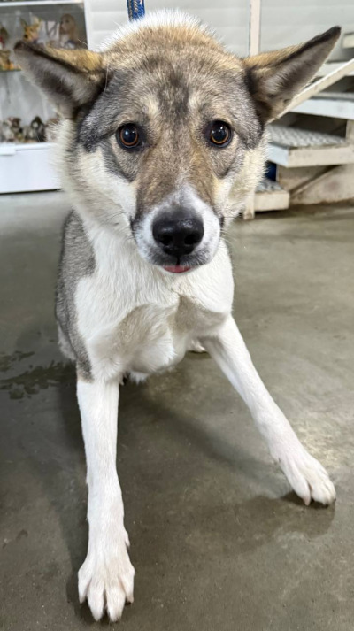 Бодайбо 21(4)/25