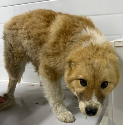 Бодайбо 22(23)/25