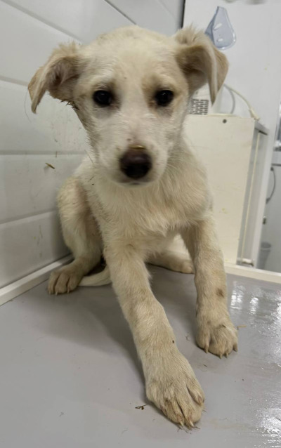 Бодайбо 26(31)/25