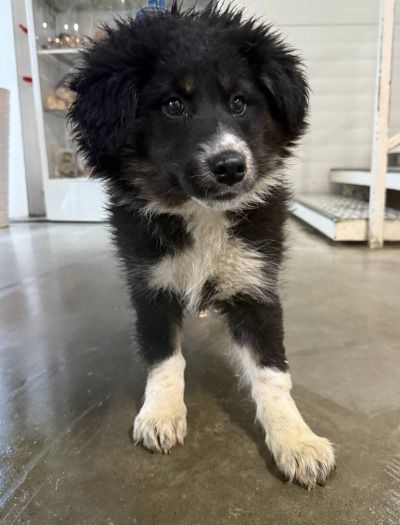 Бодайбо 29(11)/25