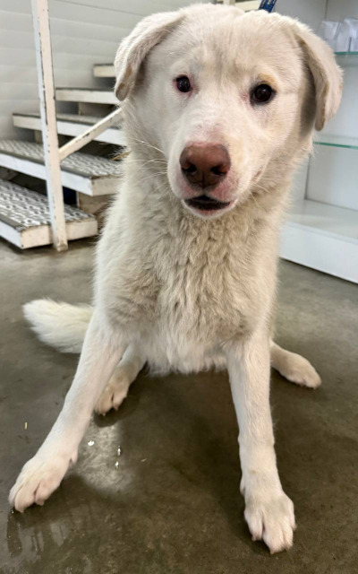 Бодайбо 30(7)/25