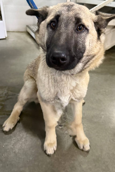 Бодайбо 31(1)/25