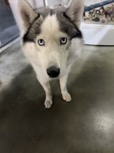 Усолье-Сибирское 3/25