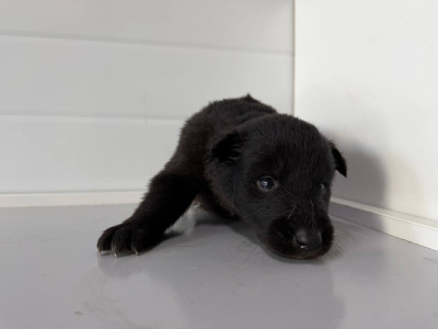 Бодайбо и район  57(7)\26