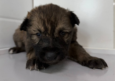 Бодайбо и район  61(5)\26