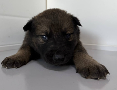 Бодайбо и район  64(1)\26