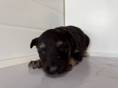 Бодайбо и район  65(9)\26