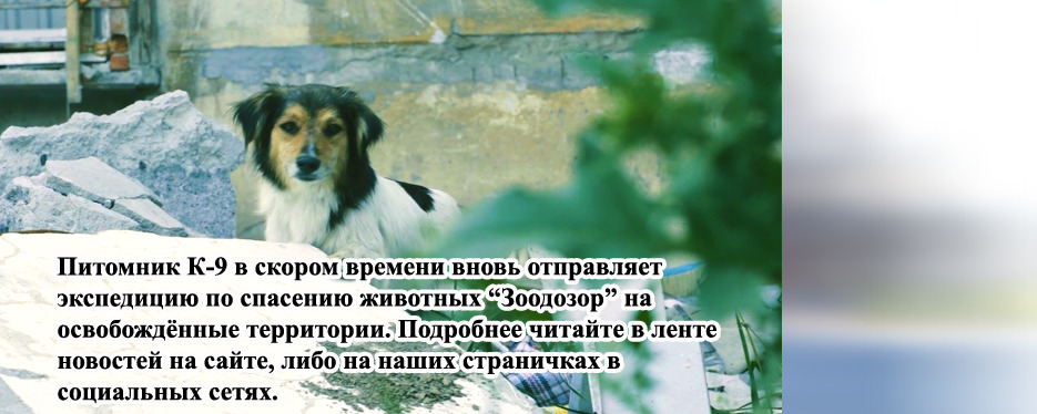 <div>Мы собираем экспедицию "Зоодозор" по спасению животных на освобожденные территории.</div>